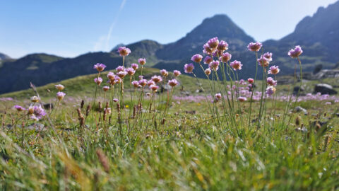 Bergblumen am GR11
